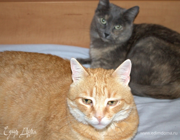 Мои любимые лапочки.