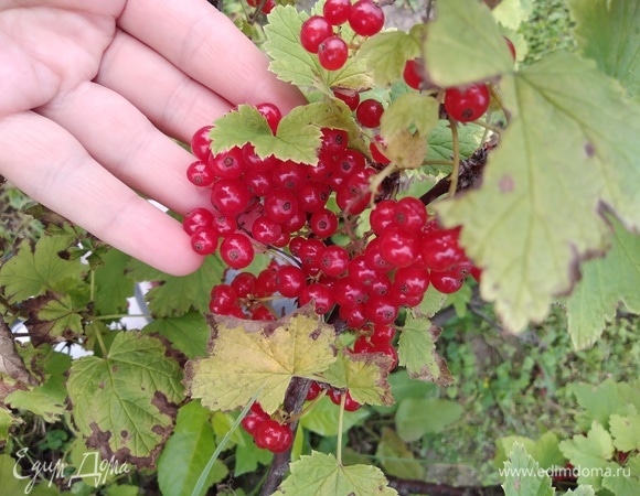Красную смородину вымыть, удалить веточки.