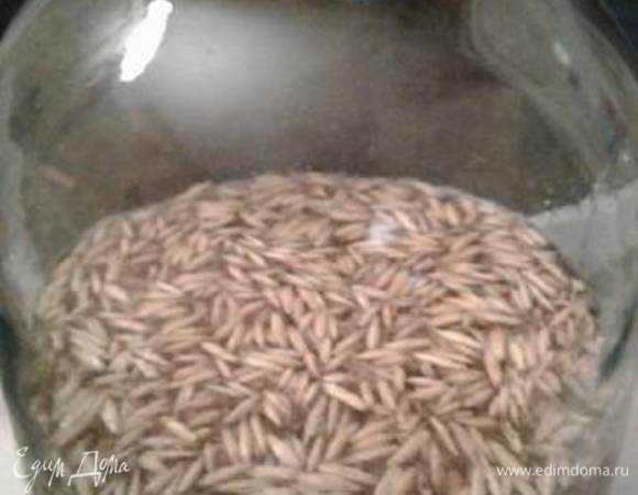 Промыть овес, засыпать в трехлитровую банку, добавить сахар, воду из фильтра или родника, размешать, накрыть марлей.