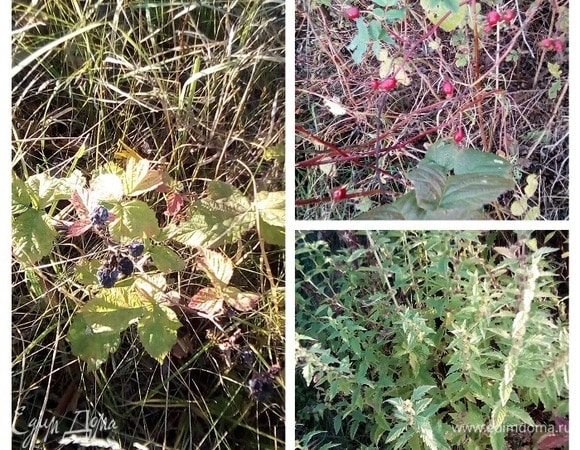 Если вам, как и мне, приятнее всего натуральное, то нет ничего лучше, чем травяной чай с грядки. Шиповник лучше использовать сухой, как и листья, хотя, на мой вкус, свежими они намного вкуснее.