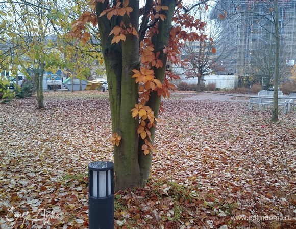 Вот и осень прошла... Ааааааааааа......