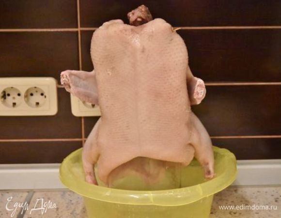 Натереть утку крупной солью со всех сторон и оставить в прохладном месте в устойчивом положении на 12 часов. Для устойчивости тушку можно поставить на бутылку. Под нее обязательно поставить емкость для стекания крови и остатков воды.