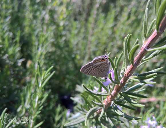 1 веточку розмарина завариваем в 100 мл воды.