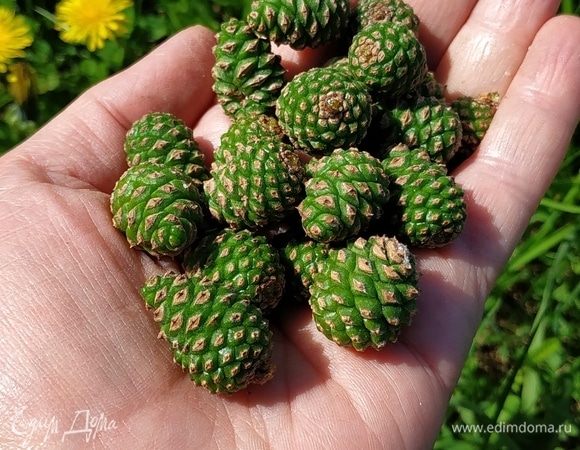Соберите в лесу молодые зеленые сосновые шишки. Они должны быть мягкими: такие шишки легко можно разломить пальцами.