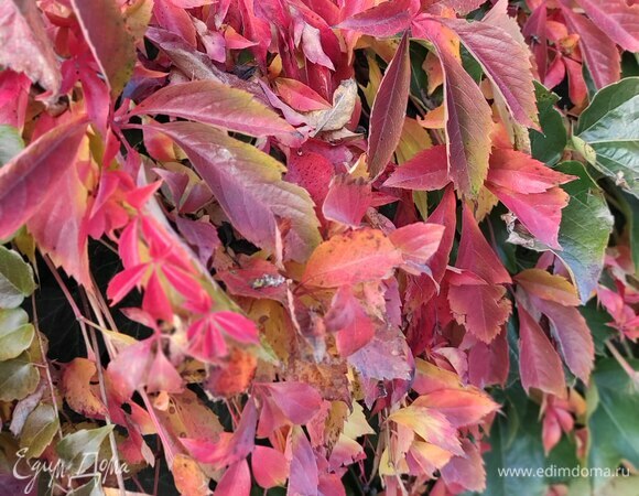 Осенний дикий виноград.