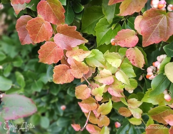 Только два дня назад этот плющ сиял осенними красками, но тона были совсем другими. На дворе золотая осень, и иногда не возможно пройти мимо и не воспользоваться фотоаппаратом.