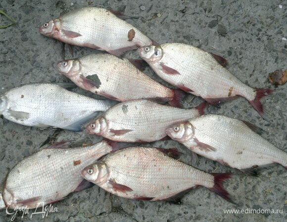 Для приготовления блюда лещей нужно купить на рынке, в магазине или просто наловить в реке. Это один из наших уловов. Средняя длина лещей — от 33 до 37 см, средний вес — от 600 до 800 г.