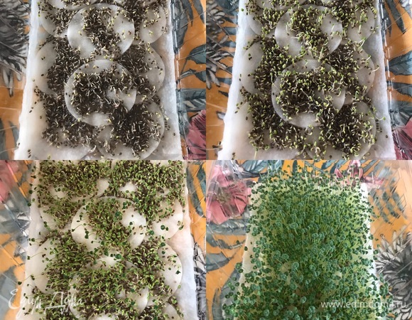 Итак, для проращивания микрозелени нам потребуется: пластиковый контейнер, бумажное полотенце, ватные диски, вода и семена чиа. На дне контейнера сделать несколько дырочек. Застелить контейнер бумажным полотенцем, сверху распределить ватные диски и хорошо сбрызнуть водой. Затем посыпать семенами чиа и опять слегка сбрызнуть водой. Контейнер накрыть и поставить в темное место (я поставила в шкаф на кухне) на 3 дня. Периодически открывать контейнер, проветривать и, если надо, сбрызгивать водой. Спустя 2–3 дня появятся белые и очень маленькие ростки. На третий день достать контейнер и поставить в светлое место. Опять открывать, проветривать и при необходимости сбрызгивать водой.