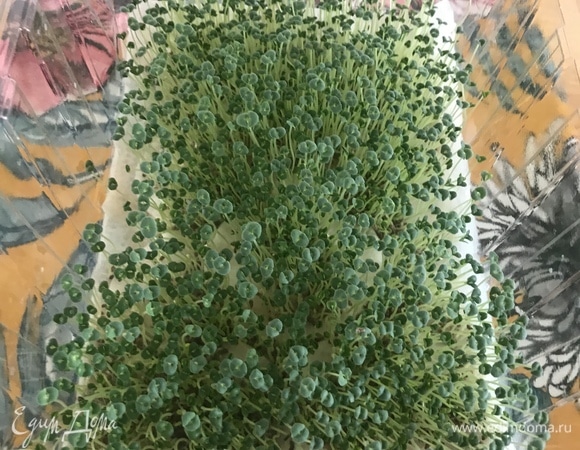 Спустя 6–7 дней можно собирать урожай очень вкусной и полезной микрозелени.