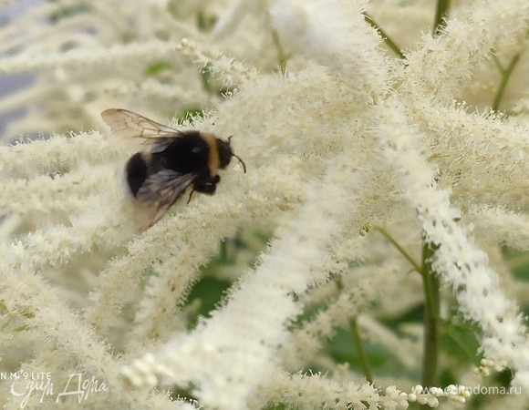 Наполнить салатом полусферы из моцареллы, а остальной салат выложить вокруг. Подавать, сбрызнув оливковым маслом с несколькими листиками свежего базилика. Приятного вам аппетита!