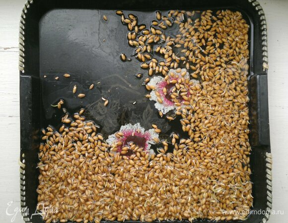 Для начала нужно прорастить пшеницу. Пшеницу промыть, высыпать в невысокую емкость, залить чистой водой на уровне зерен, накрыть крышкой или тканью, оставив щель для доступа воздуха. Поставить для набухания при температуре от 15 до 30°C. Через 10 часов пшеницу промыть, воду слить и залить чистой водой. Так повторять, пока у пшеницы не появятся ростки.