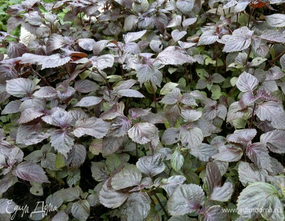 У меня в цветнике растет перилла. Она немного похожа на фиолетовый базилик, но имеет другой вкус, листья у нее немного другой формы. Когда она всходит, листья у нее зеленые, потом по мере роста они постепенно становятся фиолетовыми. Но вкуснее самые молодые растения, а потом листья начинают грубеть, и тогда периллу можно использовать для горячих блюд, консервирования овощей, сушки.