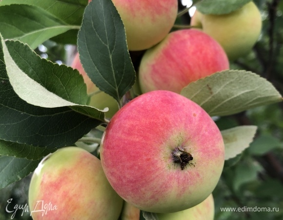 Одно яблоко нарезаем на тоненькие дольки и выкладываем веером на дно смазанной сливочным маслом формы, припыляем корицей, остальные яблоки нарезаем кубиком, добавляем в тесто, получившуюся массу выкладываем в форму.