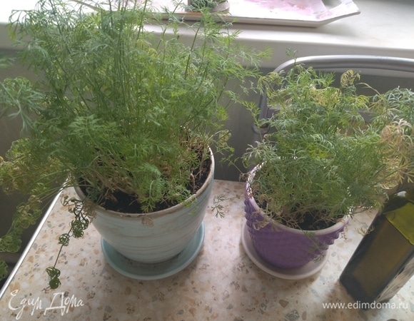 У меня укроп с собственного огорода на подоконнике. Всегда свежая зелень под рукой — очень удобно.