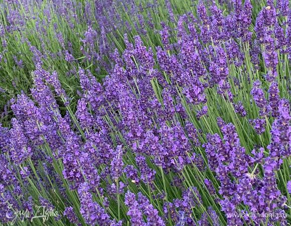 Сиреневое поле с нежным ароматом, витающим над ним, — это великолепно!