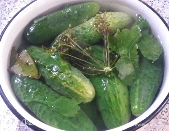 Вскипятить воду, добавить соль, проварить до полного ее растворения. Кипящим рассолом залить огурцы. Накрыть крышкой и оставить при комнатной температуре на сутки.