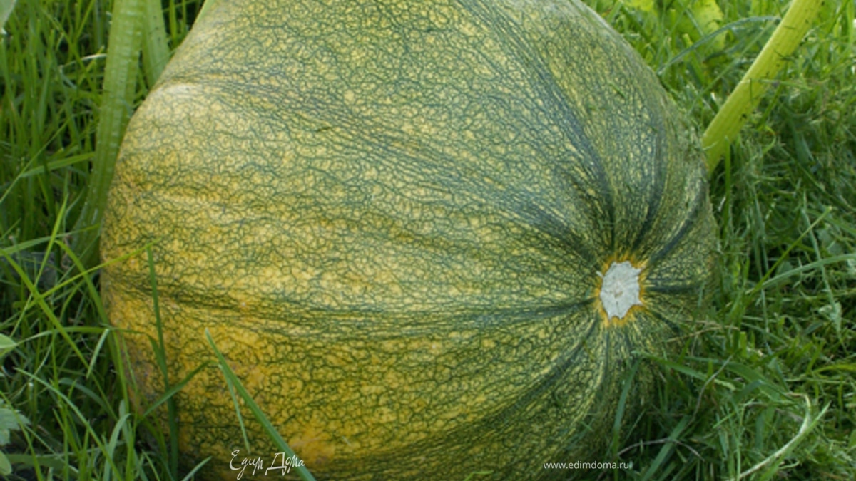 Тыква в уксусе