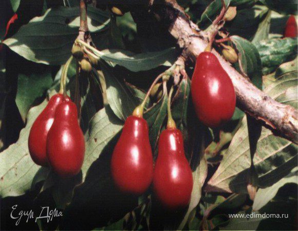 Варенье из кизила Варенье из кизила