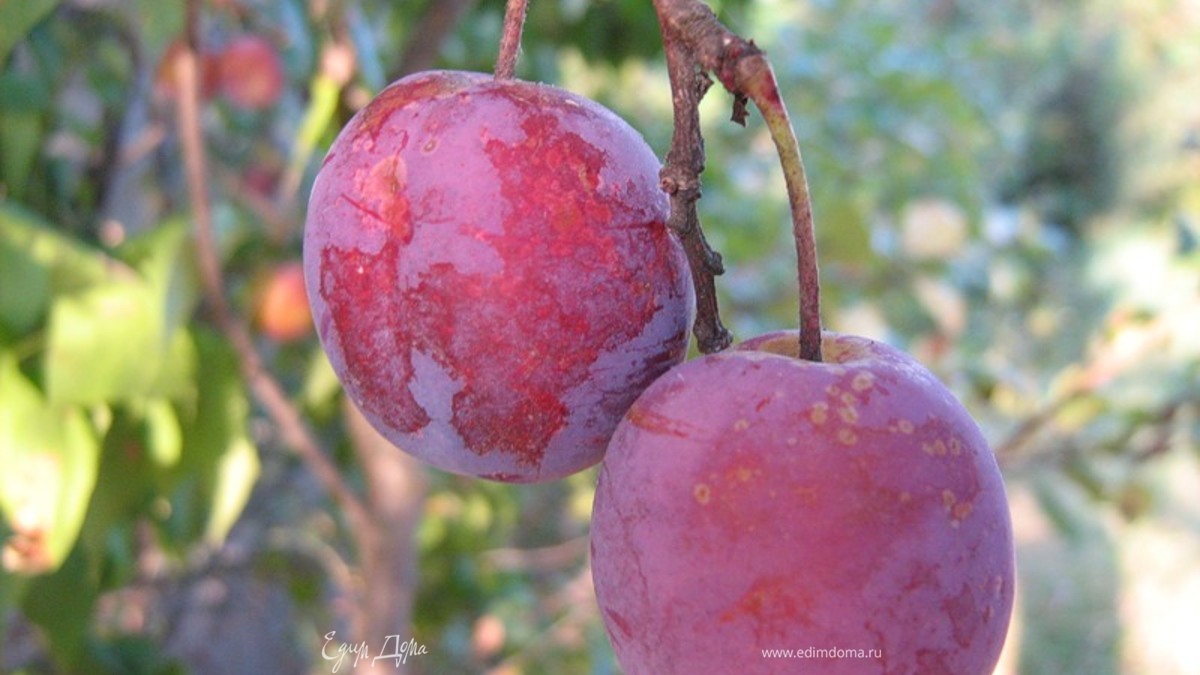 Сливовый джем