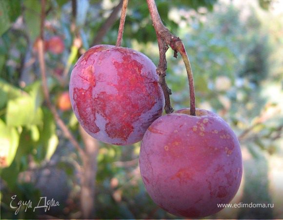 Сливовый джем Сливовый джем