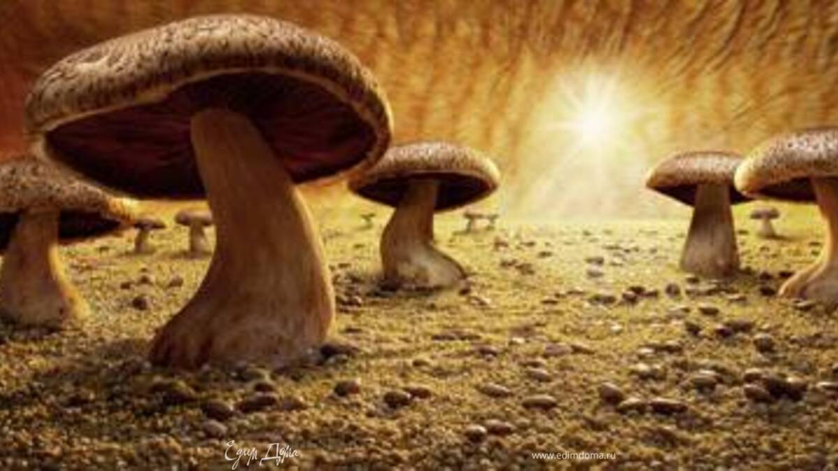 Молодые кабачки(как грибочки)