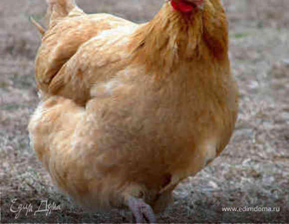 Курица на раз, два, три...