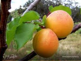 Картинка для коллекции