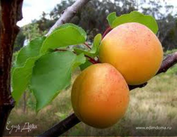 Пахлава (специально для Nata Ru)