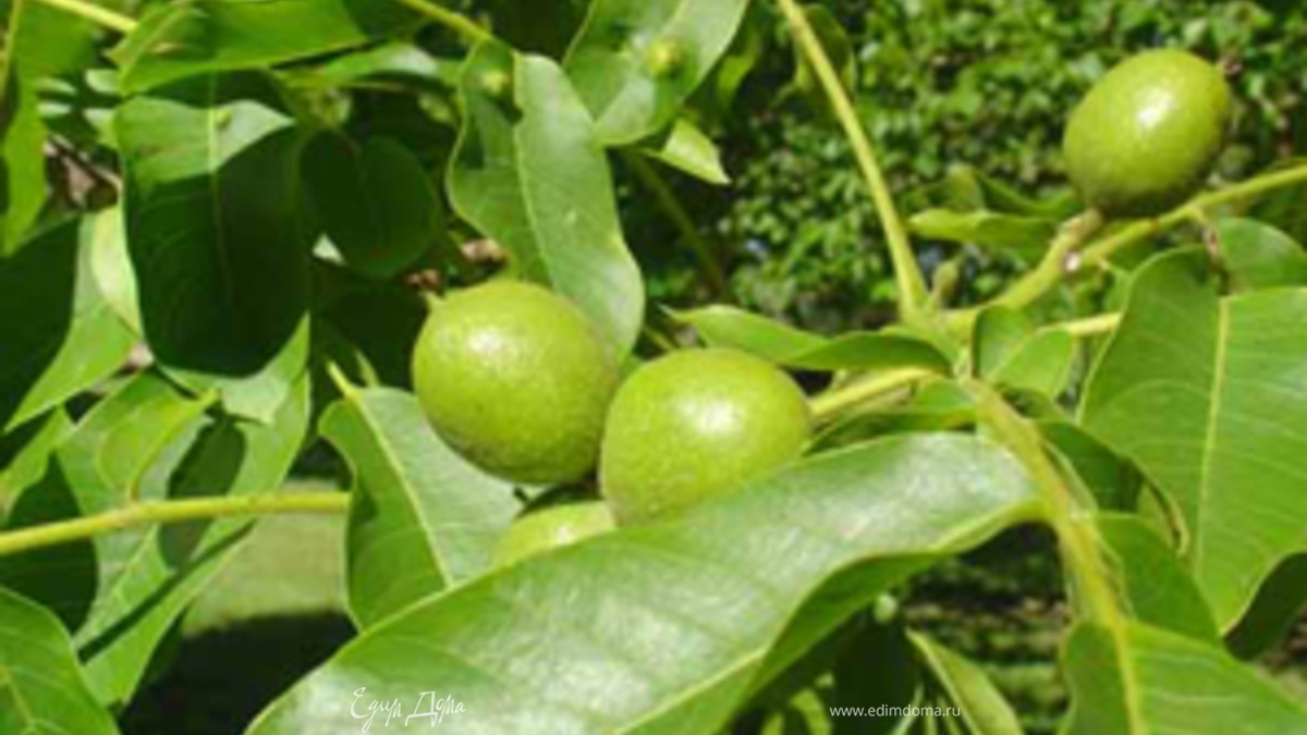 Варенье из зеленых (не спелых) грецких орехов.