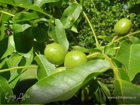 Фотография профиля