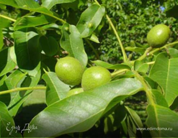 Варенье из зеленых (не спелых) грецких орехов. Варенье из зеленых (не спелых) грецких орехов.