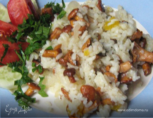 Лисички – суперприз моего отпуска!!!