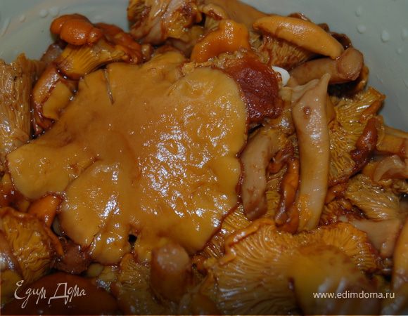 Лисички на зиму Лисички на зиму