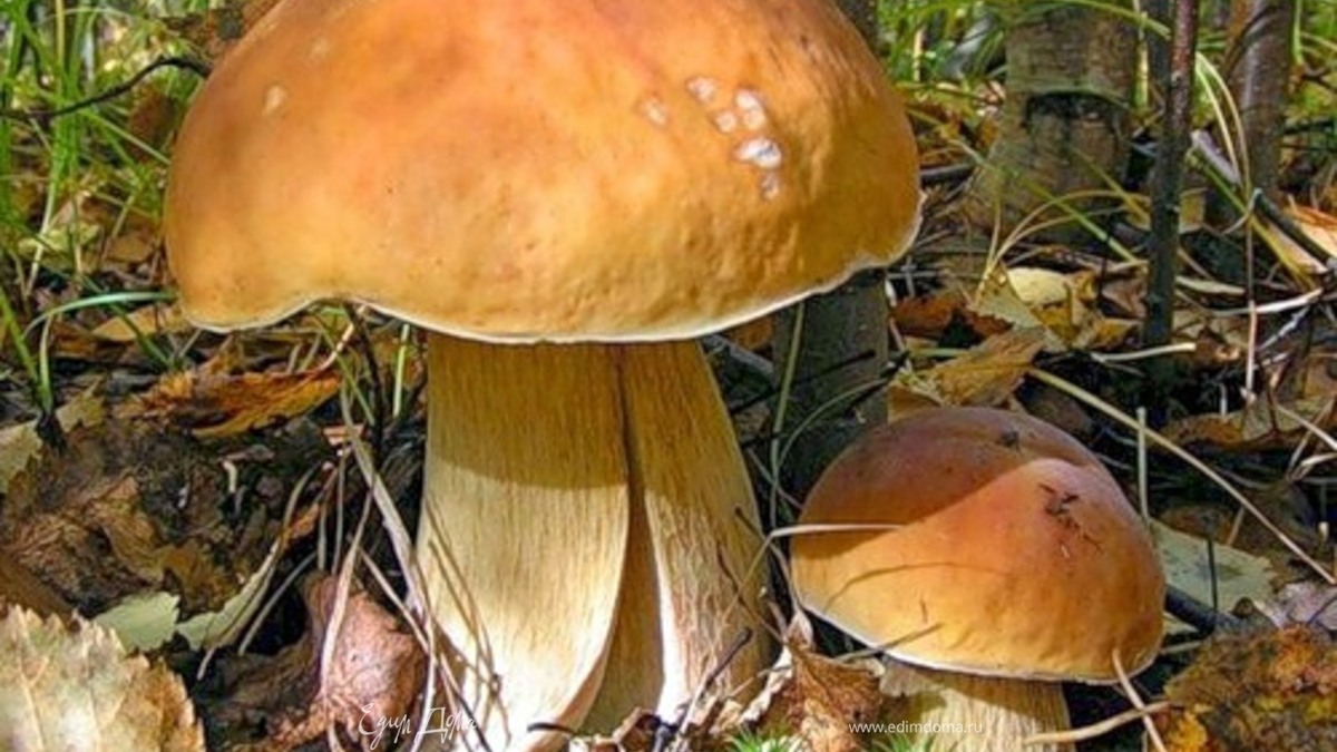 Салат слоёный с лесными грибами