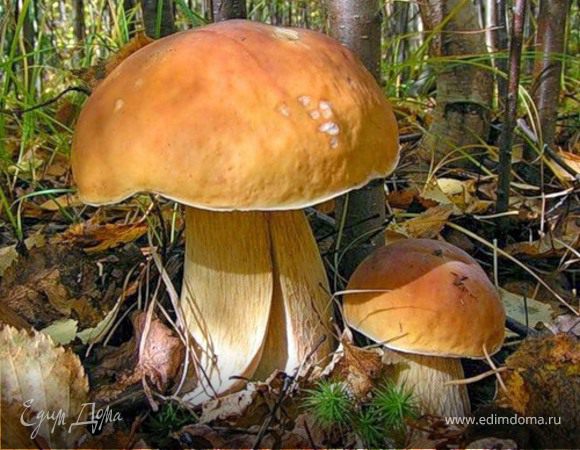 Салат слоёный с лесными грибами