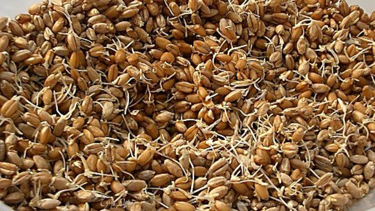 Пророщенные зерна пшеницы - кладезь витаминов!