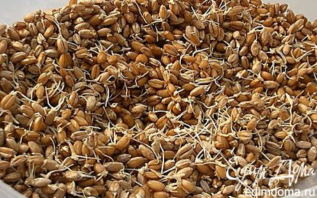 Рецепт Пророщенные зерна пшеницы - кладезь витаминов!