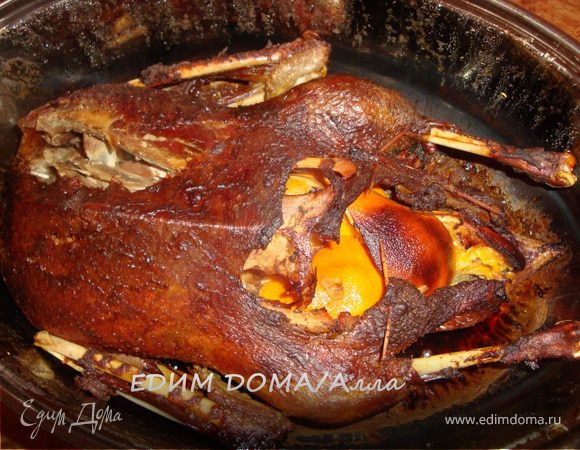 Гусь рождественский