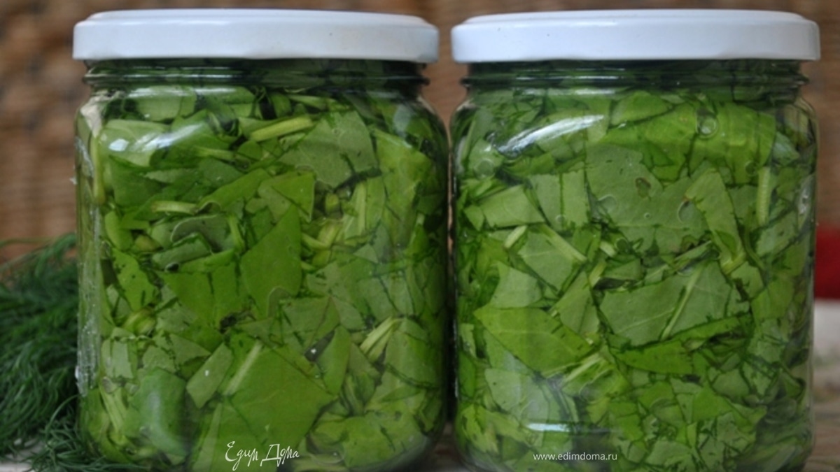 Щавель. Заготовка на зиму