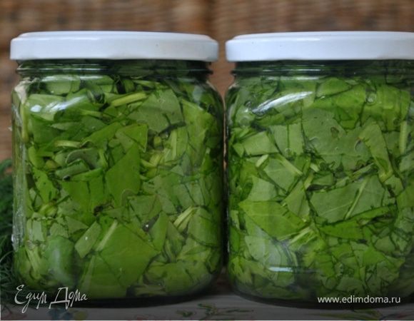 Щавель. Заготовка на зиму Щавель. Заготовка на зиму