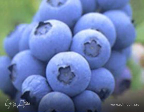 Пюре из голубики Пюре из голубики