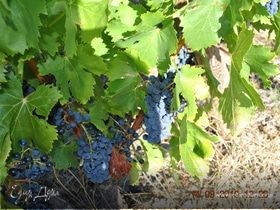 Картинка для коллекции