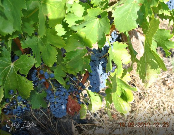 Не для трезвенников, или вишневый арМаньяк Не для трезвенников, или вишневый арМаньяк