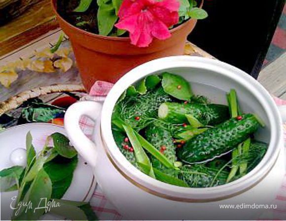 Малосольные огурчики Малосольные огурчики