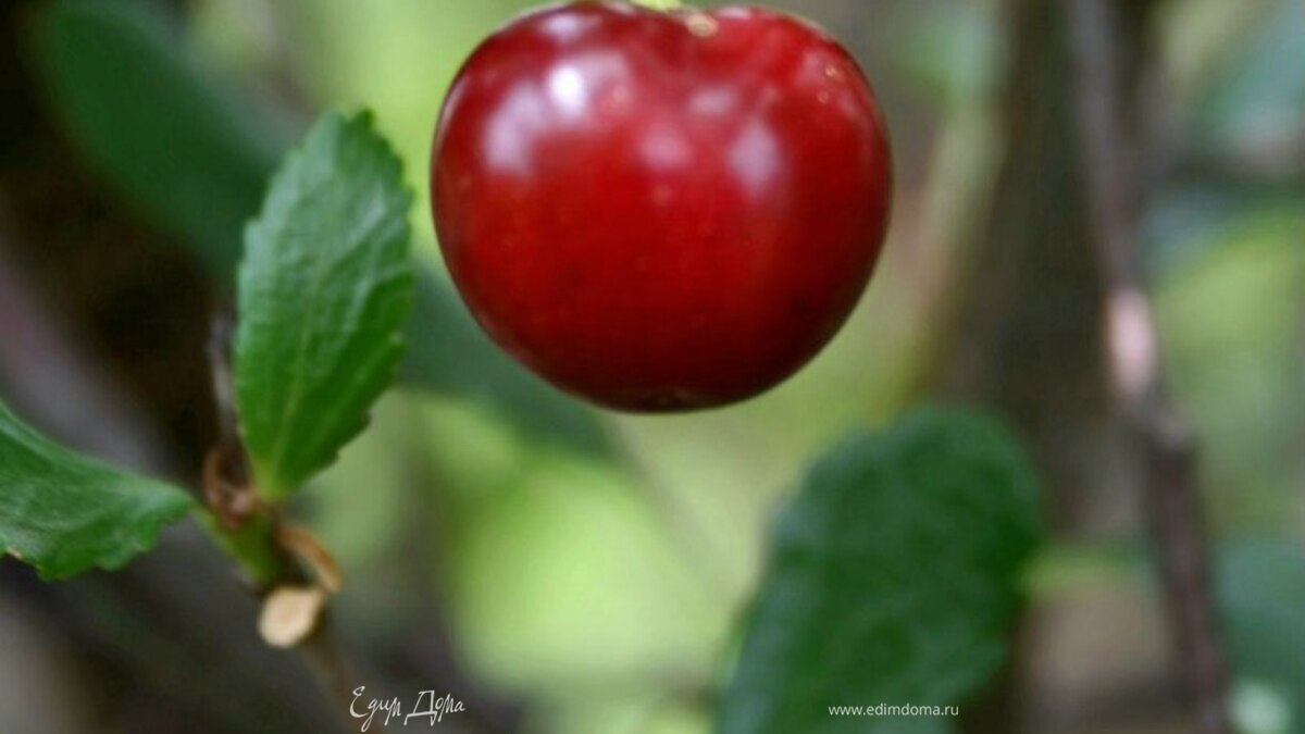 Десерт "Пьяная Вишня"