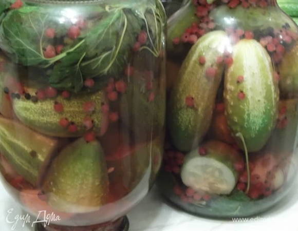 Огурцы в смородине «Богатыри»