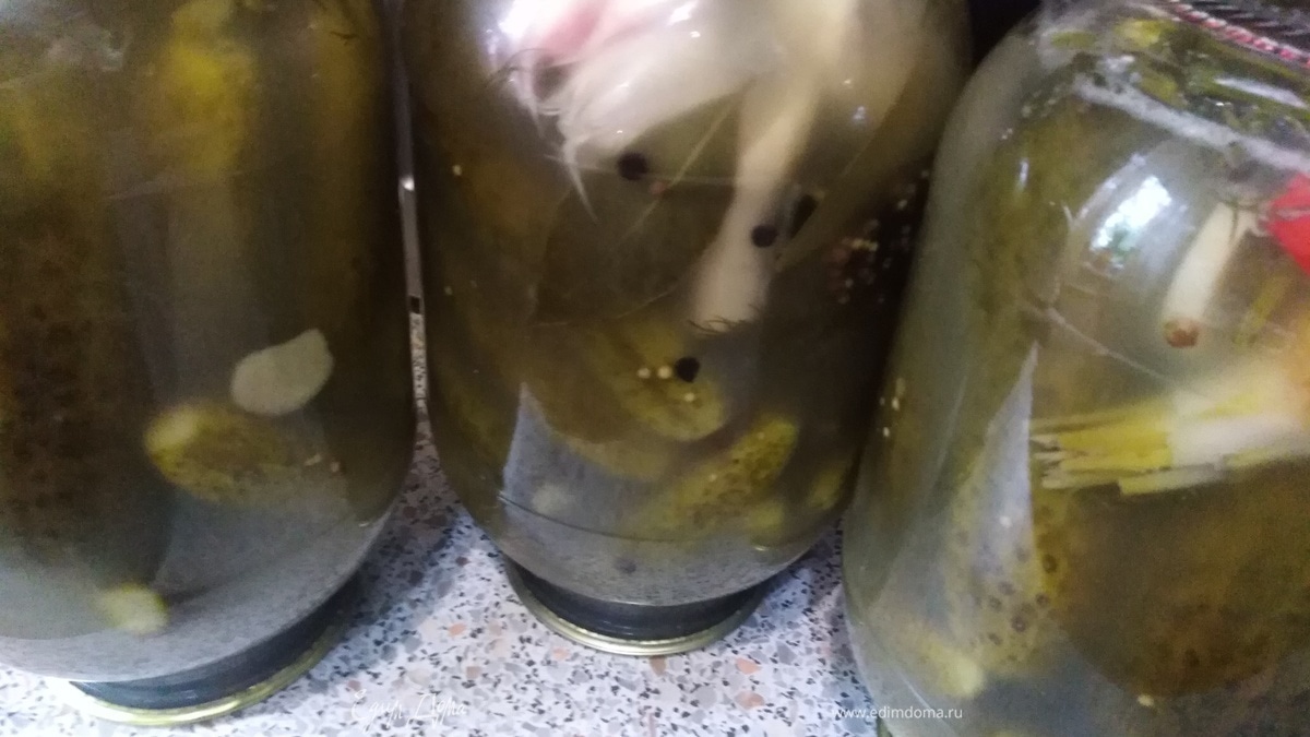 Квашеные огурцы на зиму