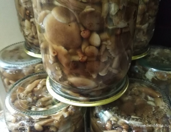 Опята на зиму Опята на зиму