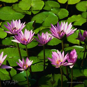 Фотография профиля