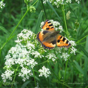 Фотография профиля